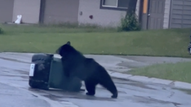 The bear at odds with the trash can.